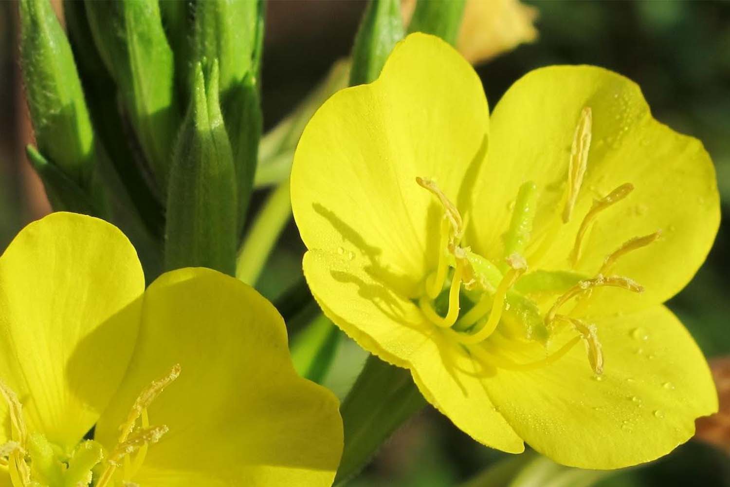 Oenothera biennis – Evening Primrose Native Plantings of Long Island Landscape Service Suffolk Hydroseeding.com 
